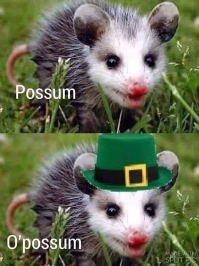 opossum.jpeg