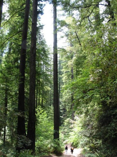 redwood trees.jpg