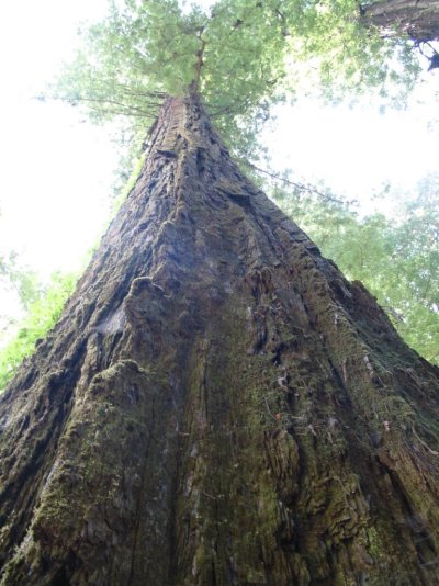 redwood tree.jpg