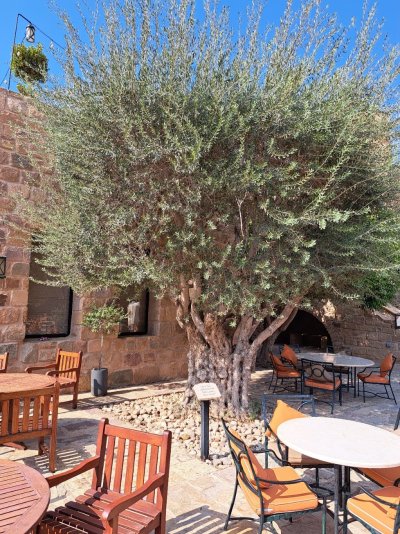 2000 year old Olive Tree (2).jpg