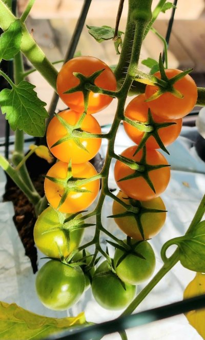 sungold cherry tomatoes 2.jpg