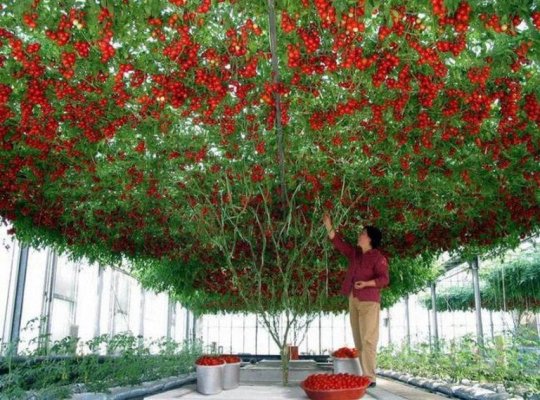 tomato-tree.jpg
