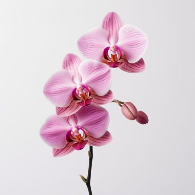 mika89_A_captivating_close-up_photograph_of_a_pink_orchid_again_31abbf67-5d4c-48d4-8b5d-1dd40eac.png