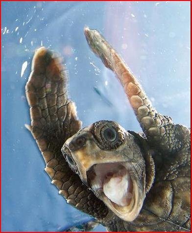 Turtle Cheer.jpg