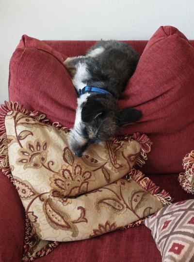Couch dog.jpg
