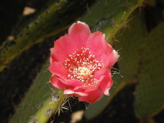 043-cactus.jpg