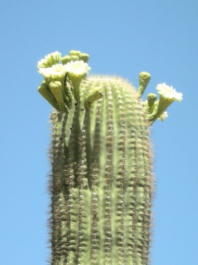 088-saguaro in bloom.jpg