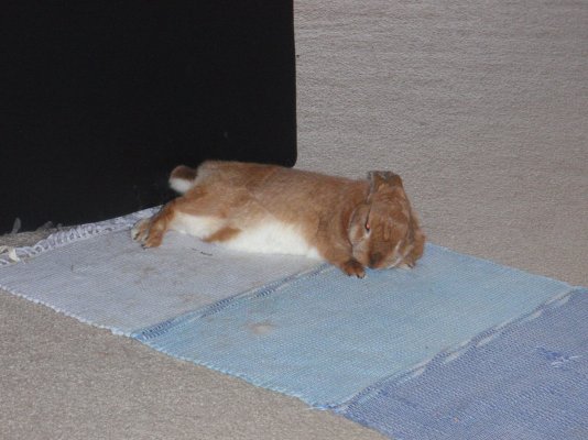 Napping bunny.JPG