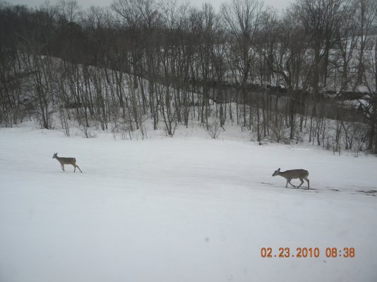 deer 2010-02-23 006.jpg