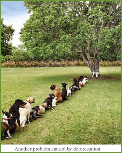 Dogs lining up.jpg