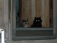 critters at door.jpg