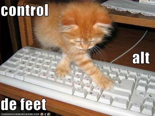 cat keyboard.jpg