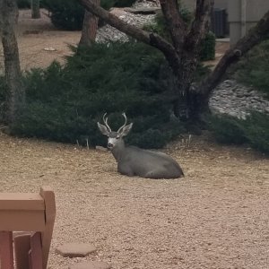 Lazy deer