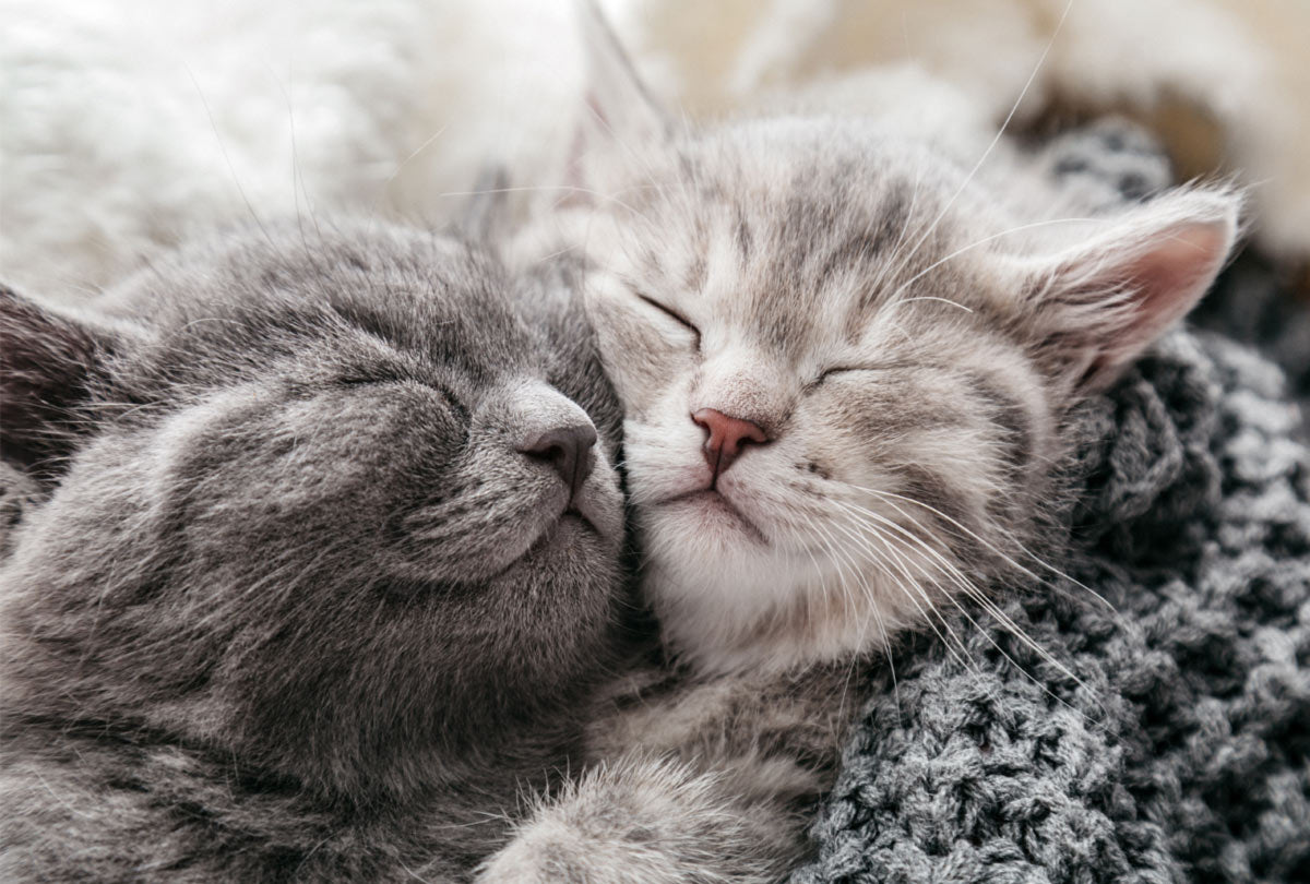 oxyfresh-pets-cat-sleeping-eachother.jpg