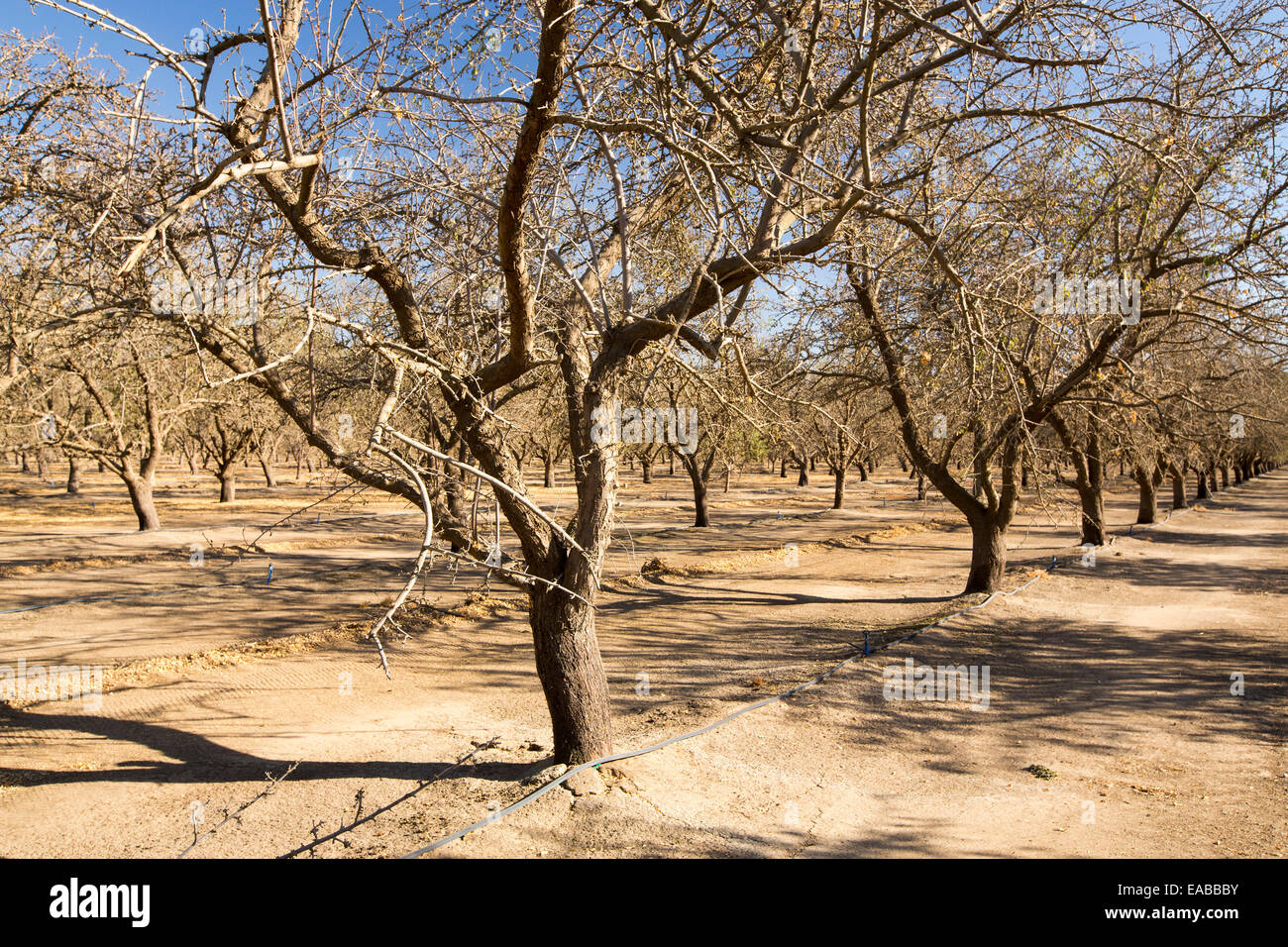 dead-and-dying-almond-trees-in-almond-groves-in-wasco-in-the-central-EABBBY.jpg