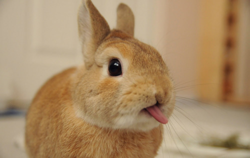 bunny-tongue.jpg