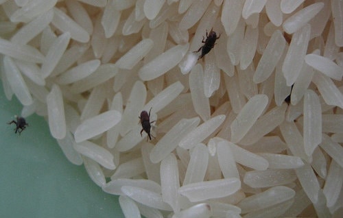 Weevils-on-Food-Grains.jpg