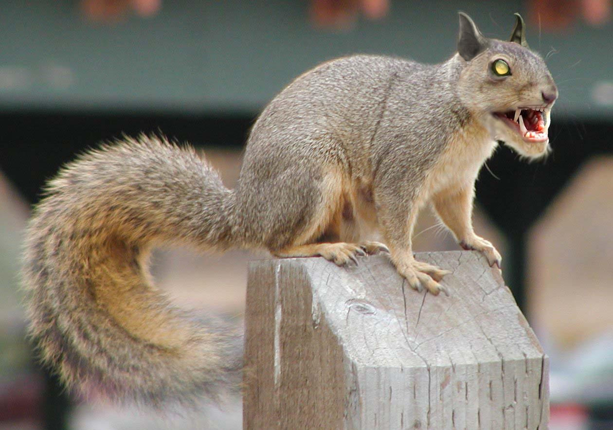 evil_squirrel__P_by_orc57.jpg
