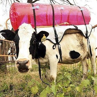 cow-methane-tank.jpg