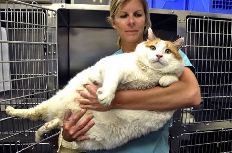 112842-1_Dr_Jennifer_Steketee_holds_Meow_worlds_heaviest_living_cat.jpg
