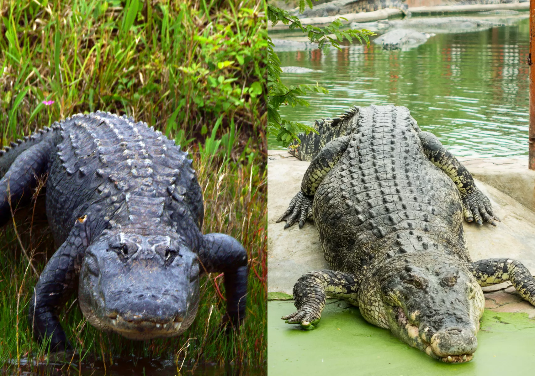 alligator-crocodile.webp