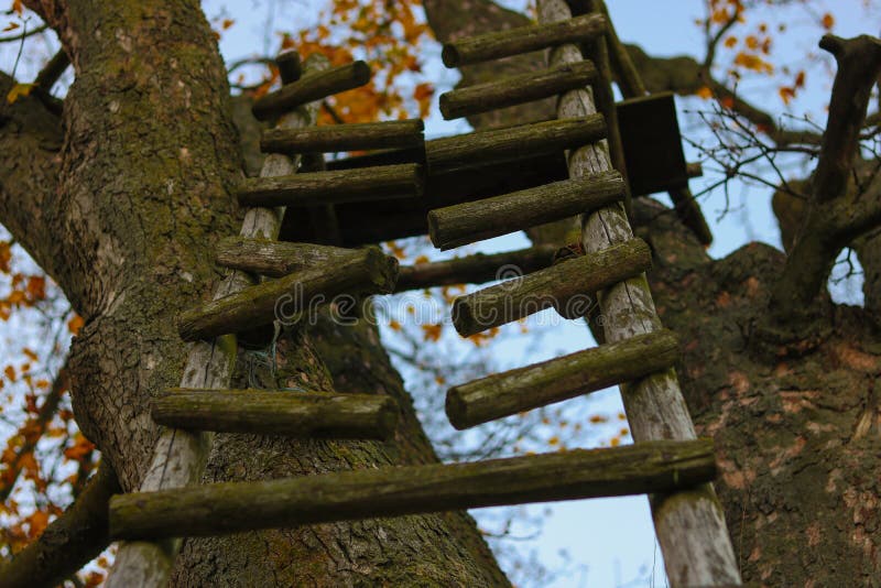 broken-ladder-leaning-against-tree-forest-broken-ladder-tree-forest-104088817.jpg