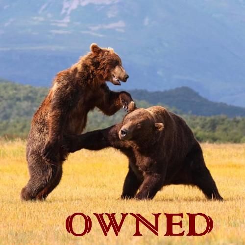 Funny-Owned-Bears-Fighting-Image.jpg