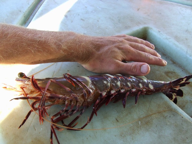giant-shrimp.jpg